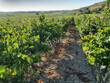 Ilot-viticole-avec-irrigation-sur-38-ha-au-Nord-de-Beziers