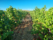 Ilot-viticole-avec-irrigation-sur-38-ha-au-Nord-de-Beziers