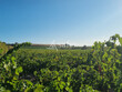 Ilot-viticole-avec-irrigation-sur-38-ha-au-Nord-de-Beziers