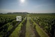 Magnifique-domaine-viticole-a-vendre-cle-en-main--Cotes-de-Duras