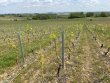 WHITE-BEAUJOLAIS-VINE