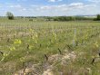 WHITE-BEAUJOLAIS-VINE