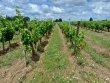 GIRONDE-Parcelle-de-vignes-en-AOP-Saint-Emilion