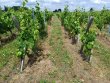 GIRONDE-Parcelle-de-vignes-en-AOP-Saint-Emilion