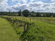 Parcelles-en-AOP-Saint-Emilion
