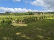 Parcelles-en-AOP-Saint-Emilion