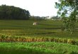 GIRONDE-AOC-Puisseguin-diverses-parcelles-de-vignes