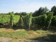 GIRONDE-Parcelles-de-vignes-en-AOP-Saint-Emilion