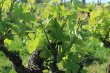 GIRONDE-Parcelles-de-vignes-en-AOP-Saint-Emilion