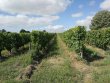 GIRONDE-Cette-propriete-de-caractere-offre-un-potentiel-de-developpement-oenotouristique