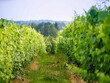 Propriete-viticole-AOC-Armagnac-et-cote-de-Gascogne