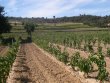 Estate-Prestigious-wine-estate