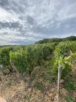 VIGNES-AOP-BROUILLY--ODENAS-