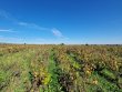 VIGNES-EN-AOP-MOULIN-A-VENT