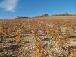 VIGNES-EN-AOP-SAINT-AMOUR