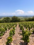 VIGNES-EN-AOP-SAINT-AMOUR