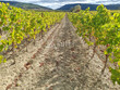 270-Ha-de-vignes-en-bon-etat-cultural-secteur-Corbieres