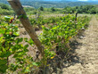 Vignoble-de-11-ha-en-AOP-LIMOUX