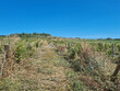 Vignoble-de-11-ha-en-AOP-LIMOUX