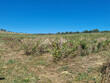 Vignoble-de-11-ha-en-AOP-LIMOUX