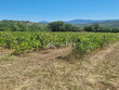 Vignoble-de-11-ha-en-AOP-LIMOUX