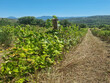 Vignoble-de-11-ha-en-AOP-LIMOUX