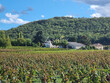Propriete-Viticole-39-ha-Vallee-du-Lot-AOP-Cahors-certifiee-HVE