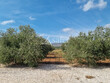 Domaine-viticole-avec-possibilite-dactivite-evenementielle