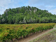 Propriete-viticole-de-62-ha-en-AOP-LA-CLAPE-et-IGP-OC