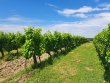 Propriete-viticole-bio-sur-22-hectares-Ref-72