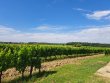 Propriete-viticole-bio-sur-22-hectares-Ref-72