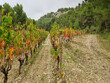Propriete-viticole-de-62-ha-en-AOP-LA-CLAPE-et-IGP-OC