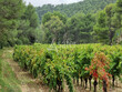 Propriete-viticole-de-62-ha-en-AOP-LA-CLAPE-et-IGP-OC