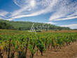 Propriete-viticole-de-62-ha-en-AOP-LA-CLAPE-et-IGP-OC