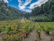 Propriete-viticole-de-62-ha-en-AOP-LA-CLAPE-et-IGP-OC