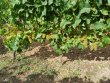 Anjou-Beau-domaine-viticole-22ha-groupes-cle-en-main