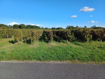 EXCLUSIVITE : MAINE ET LOIRE : 5ha de vignes avec locataire en place