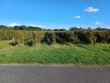 EXCLUSIVITE-MAINE-ET-LOIRE-5ha-de-vignes-avec-locataire-en-place