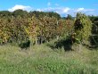 EXCLUSIVITE-MAINE-ET-LOIRE-5ha-de-vignes-avec-locataire-en-place