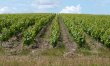 LOIRE-ATLANTIQUE-Batiment-et-38ha-de-vignes