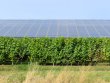 Anjou--Winery-conversion-or-investment