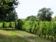 Anjou--Winery-conversion-or-investment