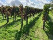 GIRONDE-Aux-portes-de-Libourne-vignes-en-AOC-Saint-Emilion