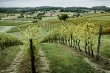 Cognac-Opportunite-rare-situee-au-coeur-du-prestigieux-cru-de-la-Grande-Champagne