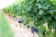 8-ha-AOC-Saint-Emilion-Grand-Cru-vineyard-estate-