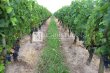 8-ha-AOC-Saint-Emilion-Grand-Cru-vineyard-estate-