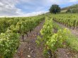 BEAUJOLAIS-DES-PIERRES-DOREES--DOMAINE-VITICOLE