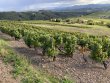 BEAUJOLAIS-DES-PIERRES-DOREES--DOMAINE-VITICOLE