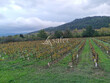 Vignes-et-terres-pour-13-ha-sur-le-Limouxin