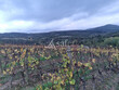 Vignes-et-terres-pour-13-ha-sur-le-Limouxin